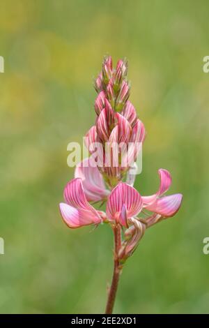 Sainfoin (Onobrychis viciifolia) fiorente su un pendio di prateria di gesso, la collina grande di Cheverell, Pianura di Salisbury, Wiltshire, Regno Unito, maggio. Foto Stock