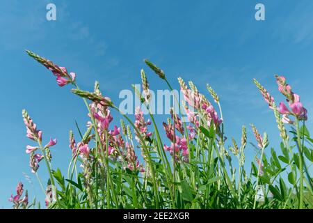 Sainfoin (Onobrychis viciifolia) fioritura su praterie di gesso, la collina grande di Cheverell, Pianura di Salisbury, Wiltshire, Regno Unito, maggio. Foto Stock