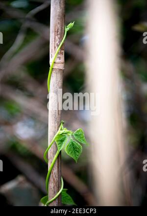 concetto di una nuova stagione di crescita che mostra un fagiolo giovane pianta che arrampica su un ole in un giardino o in un'assegnazione immagine abbreviata per una sovrapposizione di sfondo e testo Foto Stock