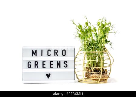 Microveens isolato su bianco. Micro verde in vendita. Vitamine dalla natura. Servizio di consegna di supercibo vegano e sano. Verde fresco di agricoltura ecologica del Foto Stock