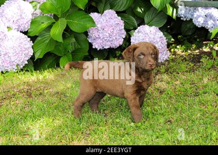 Ritratto del cucciolo di Chesapeake Bay Retriever in piedi all'aperto in un parco estivo Foto Stock