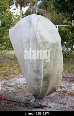 Giovani alberi di agrumi in Florida coperti di rete per proteggerli da malattie portatori di psyllids agrumi asiatici. Foto Stock