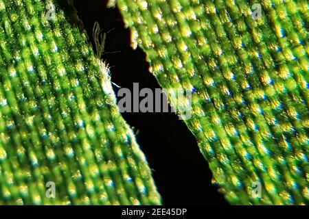 Una spaccatura enorme all'interno di una semplice foglia di plastica visto molto chiudi Foto Stock