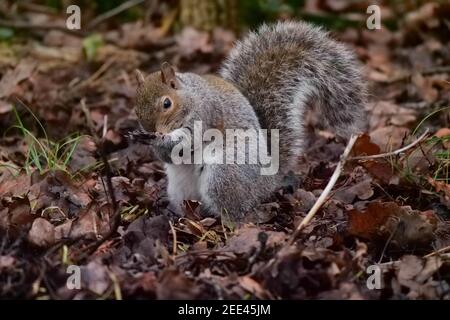 Scoiattolo grigio Sciurus carolinensis foraggio sul pavimento della foresta Foto Stock