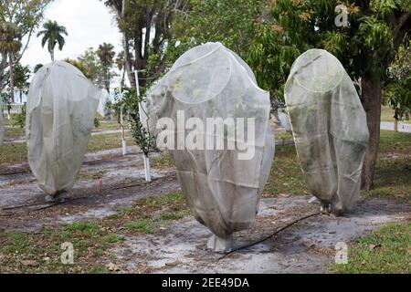 Giovani alberi di agrumi in Florida coperti di rete per proteggerli da malattie portatori di psyllids agrumi asiatici. Foto Stock