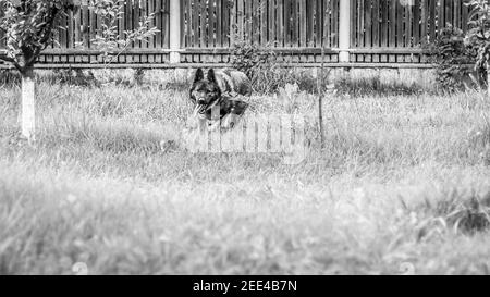 Bellissimo scatto di un pastore tedesco che corre attraverso il cortile in scala di grigi Foto Stock