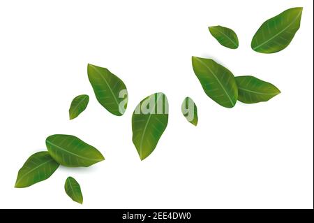 Foglia verde primavera su sfondo bianco. Foglie fresche che cadono per il tuo design. Illustrazione vettoriale. Illustrazione Vettoriale