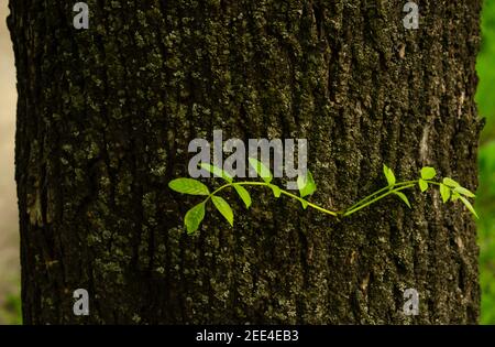 Germogli giovani su un albero tronco primo piano. Nuovi rami di pera. Nuovi germogli fragili sullo sfondo di una bella struttura di corteccia di alberi. Foto Stock