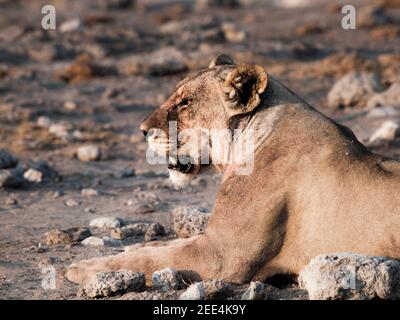 Leonessa che riposa Foto Stock