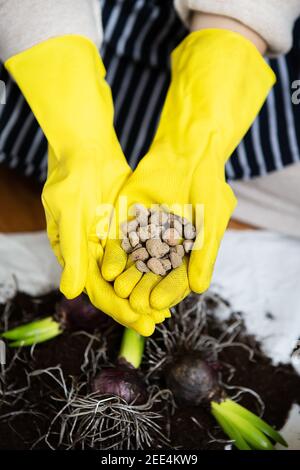 Trapiantando le mani di una donna in guanti gialli in cui drenaggio è espanso argilla, piantando lampade di giacinto con attrezzi da giardino Foto Stock