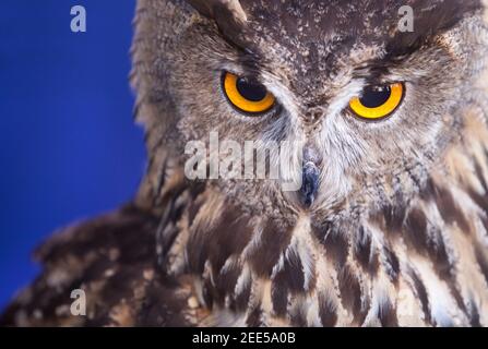 L'aquila-gufo indiano, Bubo bengalensis, anche chiamato l'aquila-gufo di roccia o l'aquila-gufo del Bengala. Isolato su sfondo blu Foto Stock