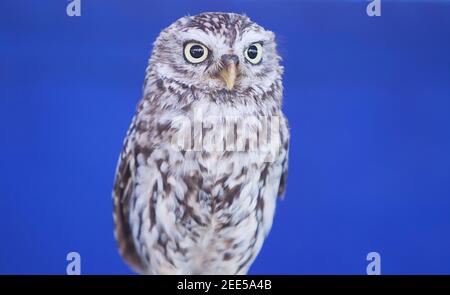 Il gufo, Atene noctua, conosciuto anche come gufo di Minerva. Isolato su sfondo blu Foto Stock