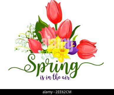 La primavera è nel design aria di tulipani rossi e narcisi o croci fiori bouquet. Vettore primavera mazzo floreale di narciso giallo o nevicate f Illustrazione Vettoriale