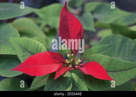 La poinsettia è ben nota per il suo fogliame rosso e verde ampiamente utilizzato nelle esposizioni di Natale. È coltivato come una pianta in vaso che è velenosa agli animali domestici Foto Stock