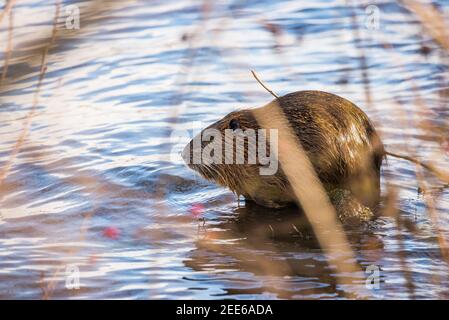 Noci selvatiche che siedono sulla riva del fiume Moldau in Praga Foto Stock