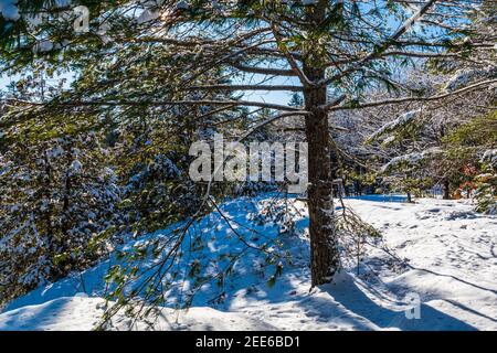 Marble Rapids Eels Creek Apsley Ontario Canada in inverno Foto Stock