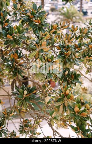 Rami di un albero di magnolia con semi sbiaditi. Scatole. Foto Stock