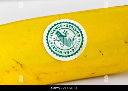 Adesivo su una banana: 'Rainforest Alliance, People & Nature' con il logo della rana, un'organizzazione non governativa per la conservazione e la sostenibilità Foto Stock