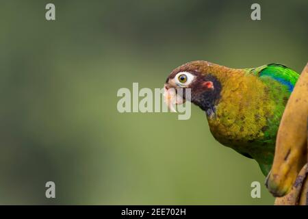 Pappagallo con cappuccio marrone (ematite da pirilia) Mangiare plantain nella foresta pluviale tropicale del Costa Rica Foto Stock