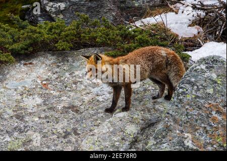 Volpe rossa (Vulpes vulpes), Valsavarenche, Parco Nazionale del Gran Paradiso, Valle d'Aosta, Italia. Foto Stock