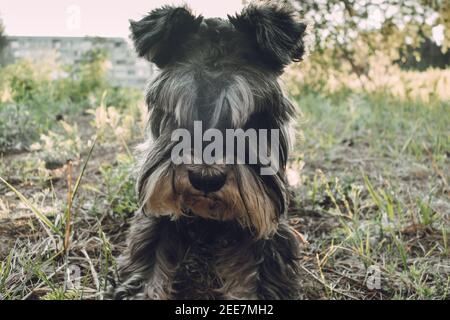 Ritratto di un cane stanco per una passeggiata nel parco al sole di sera. Animali domestici attivi su escursioni, cani attivi. Il piccolo schnauzer si siede sull'erba al tramonto. Foto Stock