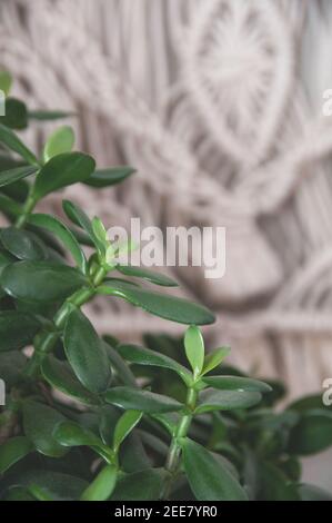 donna grassa di houseplant in vaso si leva su un tavolo di legno contro lo sfondo di un muro di cemento Foto Stock