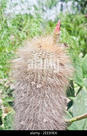 Cactus (Opuntia). Tilcara, Jujuy, Argentina Foto Stock