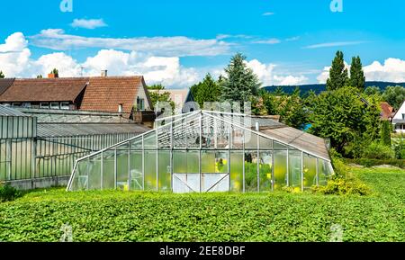 Serra a Reichenau, Germania Foto Stock