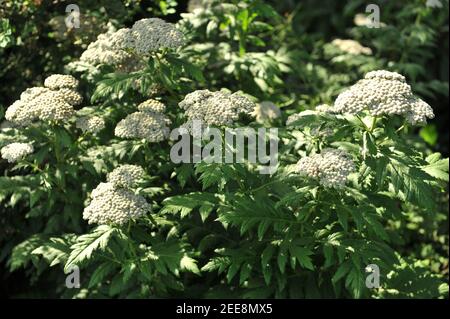 I fiori di yarrow (Achillea macrophylla) in un giardino nel mese di luglio Foto Stock