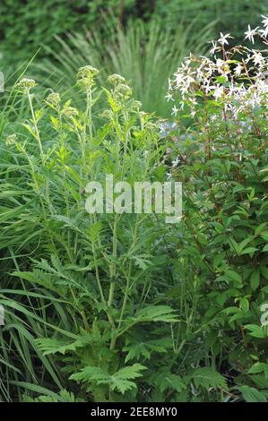 Yarrow a foglia larga (Achillea macrophylla) Fiori in un giardino nel maggio 2017 Foto Stock