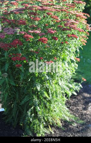 Yarrow comune (Achillea millefolium) Laura fiori in un giardino nel luglio 2010 Foto Stock