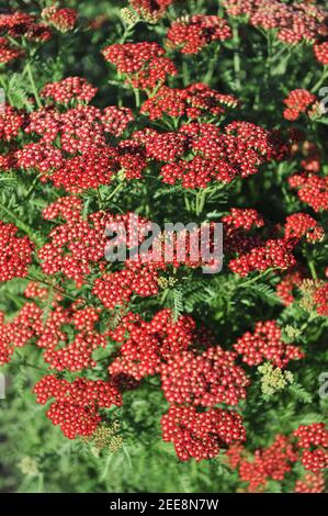 Yarrow comune (Achillea millefolium) Laura fiori in un giardino nel luglio 2010 Foto Stock