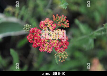 Yarrow (Achillea millefolium) Fiori di paprika in un giardino nel settembre 2011 Foto Stock