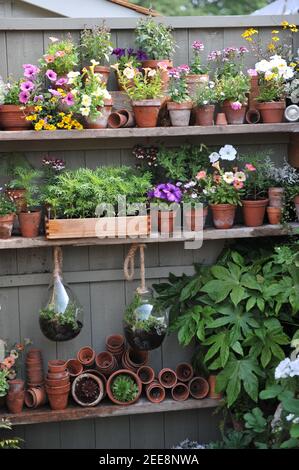 Petunia, nemesia, succulenti e piantine di verdure in terracotta, vetro e pentole di legno su mensole recintate in un giardino Foto Stock