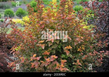 Corteccia di novina con foglie d'arancio (Physocarpus opulifolius) Il Giubileo d'Ambra (Jeff) cresce in un giardino nel mese di giugno Foto Stock