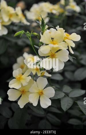 Arbusto giallo rosa inglese (Rosa) fiorisce in modo totale su una mostra Nel mese di maggio Foto Stock