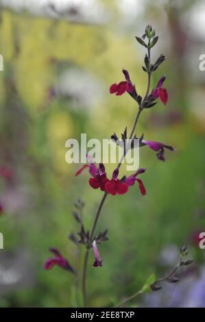 Salvia (Salvia) Ametista Lips ('Dyspurp') fiorisce su una mostra in Maggio Foto Stock