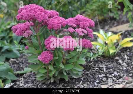 Stonecrop viola (Sedum, Hylotephium) MR Goodbud fiorisce in un giardino nel mese di settembre Foto Stock