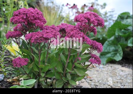 Stonecrop viola (Sedum, Hylotephium) MR Goodbud fiorisce in un giardino nel mese di settembre Foto Stock