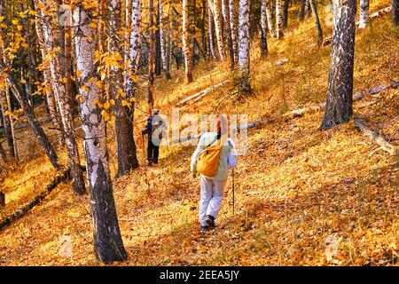 Gruppo di donne escursionisti scende un sentiero in una foresta di betulla in montagna al tramonto; svago e attività ricreative concetto Foto Stock