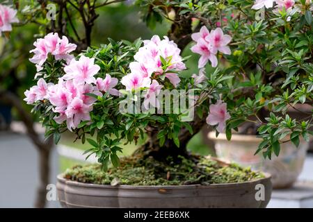 HCM City, Vietnam - 14 febbraio 2021: Immagine di vasi di fiori di adenium sono esposti in un concorso di fiori nel Parco di Tao Dan durante il Capodanno lunare 2021 Foto Stock