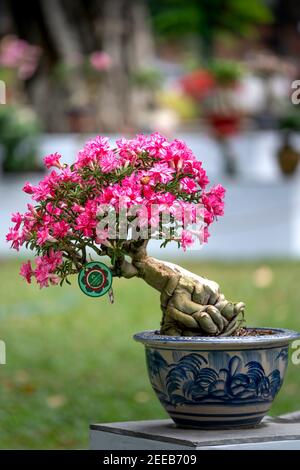 HCM City, Vietnam - 14 febbraio 2021: Immagine di vasi di fiori di adenium sono esposti in un concorso di fiori nel Parco di Tao Dan durante il Capodanno lunare 2021 Foto Stock