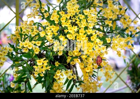 Incredibile bellezza della foresta pluviale tropicale di orchidee. Dendrobium Primulinum, orchidea selvatica Foto Stock