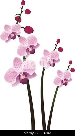 Rami con fiori di orchidea viola con gemme Illustrazione Vettoriale