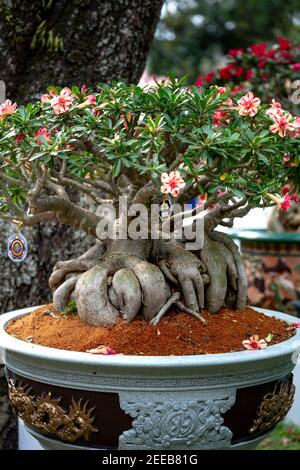 HCM City, Vietnam - 14 febbraio 2021: Immagine di vasi di fiori di adenium sono esposti in un concorso di fiori nel Parco di Tao Dan durante il Capodanno lunare 2021 Foto Stock