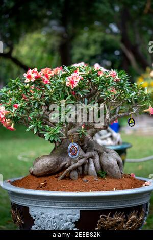 HCM City, Vietnam - 14 febbraio 2021: Immagine di vasi di fiori di adenium sono esposti in un concorso di fiori nel Parco di Tao Dan durante il Capodanno lunare 2021 Foto Stock