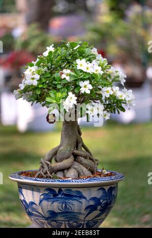 HCM City, Vietnam - 14 febbraio 2021: Immagine di vasi di fiori di adenium sono esposti in un concorso di fiori nel Parco di Tao Dan durante il Capodanno lunare 2021 Foto Stock