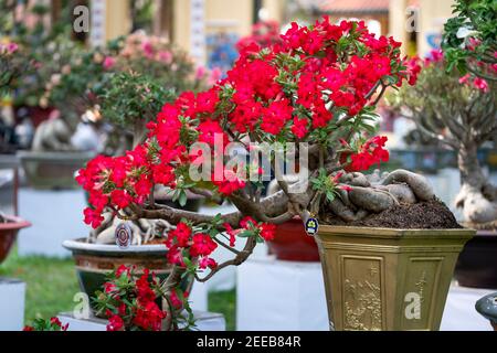 HCM City, Vietnam - 14 febbraio 2021: Immagine di vasi di fiori di adenium sono esposti in un concorso di fiori nel Parco di Tao Dan durante il Capodanno lunare 2021 Foto Stock