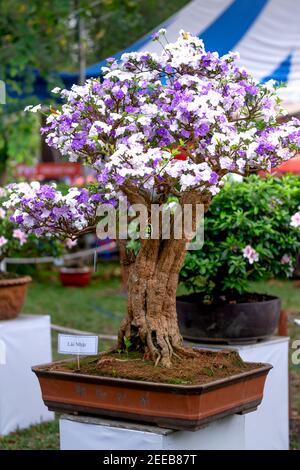 HCM City, Vietnam - 14 febbraio 2021: Immagine di vasi di fiori di adenium sono esposti in un concorso di fiori nel Parco di Tao Dan durante il Capodanno lunare 2021 Foto Stock