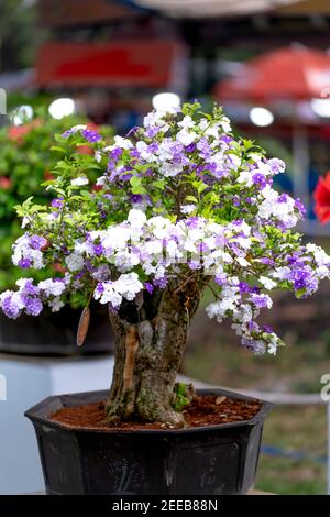 HCM City, Vietnam - 14 febbraio 2021: Immagine di vasi di fiori di adenium sono esposti in un concorso di fiori nel Parco di Tao Dan durante il Capodanno lunare 2021 Foto Stock